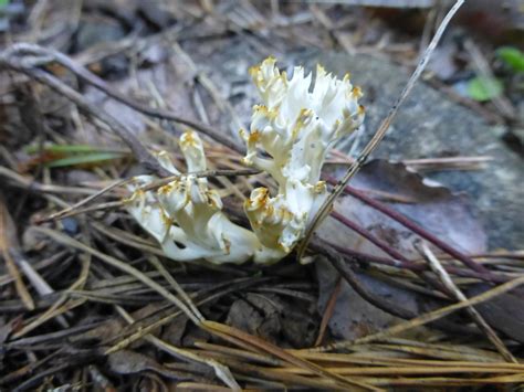 White Coral Fungus From On