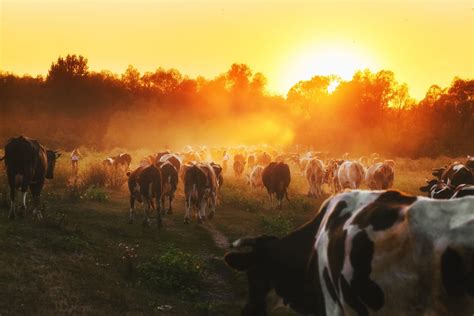 How to Create a Cattle Pasture - Countryside