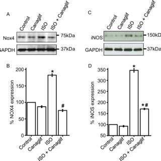 Canagliflozin Treatment Reduces Iso Induced Elevation Of Oxidative