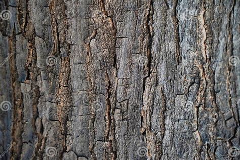 Oak Tree Bark Texture Background Stock Photo Image Of Brown Surface