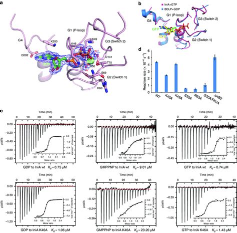 Analysis Of The Gtp Binding Site A The Binding Of Gtp To Inia Gtp And