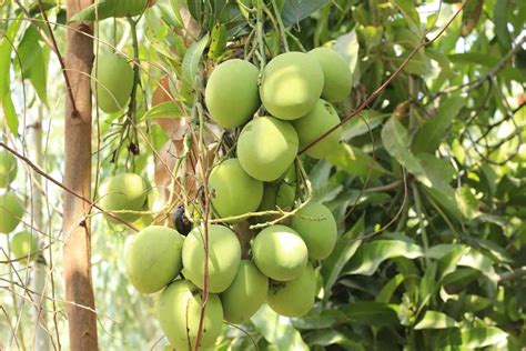 A Guide to Understanding Mango Tree Propagation: From Seed, Cuttings ...