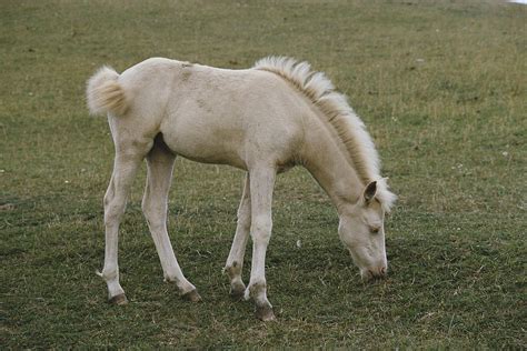 Albino Foal Photograph by Elisabeth Weiland - Fine Art America