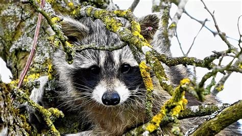 Waschbären breiten sich aus und bringen Risiken mit sich SÜDKURIER