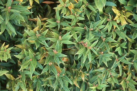 Sarcococca Hookeriana Var Humilis Landscape Plants Oregon State