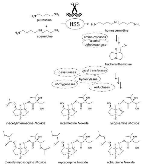 Pyrrolizidine Alkaloid Pa Biosynthesis Homospermidine Synthase Hss