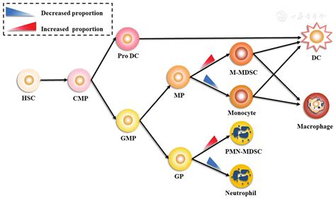 Prospect Of Using Deep Learning For Predicting Differentiation Of