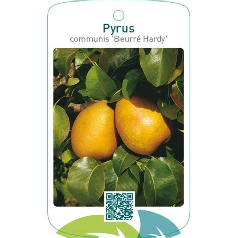 Etiquetas de Pyrus communis Beurré Hardy