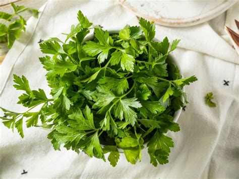 Italian Parsley Herbs How To Grow Italian Parsley