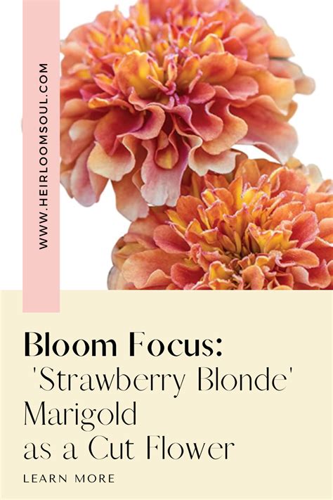 Growing Strawberry Blonde Marigolds — Heirloom Soul Florals