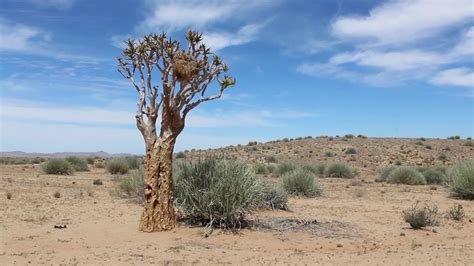 Namibia Africa A Landscape With Sparse Vegetation 4792172 Stock