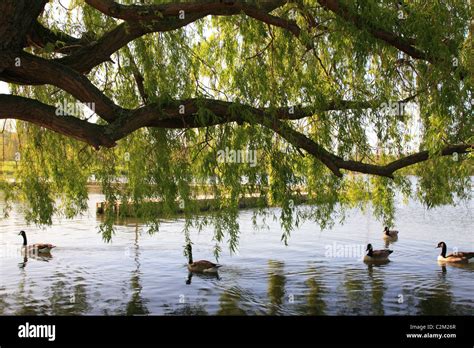 Wimbledon Park lake, Surrey England Stock Photo - Alamy