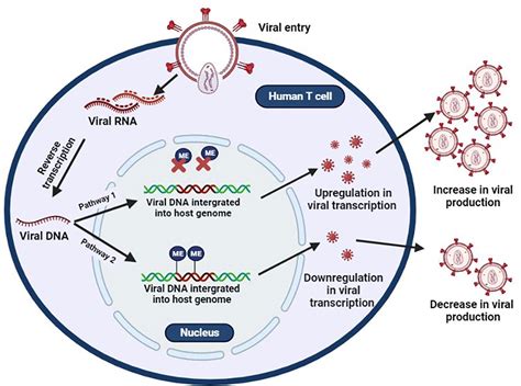 Frontiers Deciphering DNA Methylation In HIV Infection