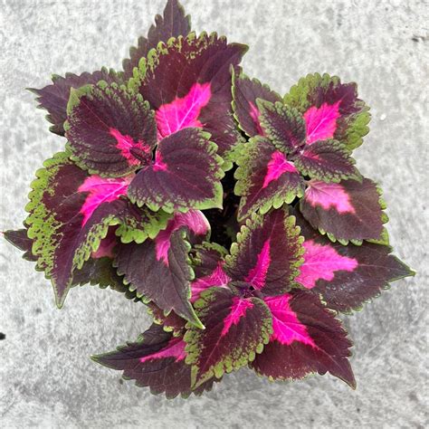 Coleus Heartbreaker Serres Lavoie