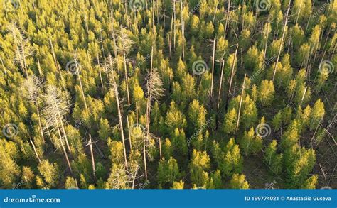 Birds Eye View Of Young Trees Growing At The Site Of Forest Fire Stock