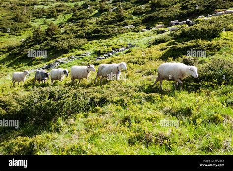 A Herd Of Sheep On Alpine Meadows In Carpathians Stock Photo Alamy