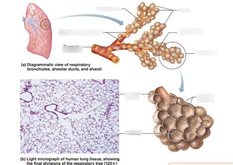 The Respiratory Membrane Diagram Quizlet