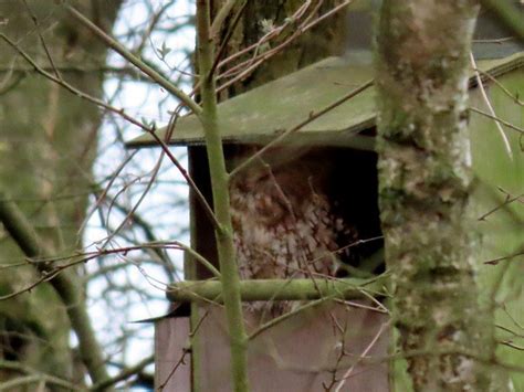 NatureUK On Twitter RT Willowglass12 Red Kite Tawny Owl Pheasant