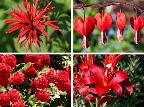 9 Red Perennial Flowers To Brighten Your Garden Or Yard