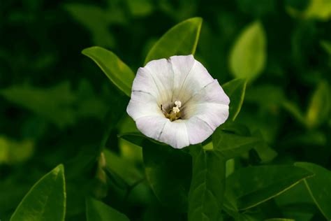 Free Images Nature Blossom Leaf Flower Petal Green Botany