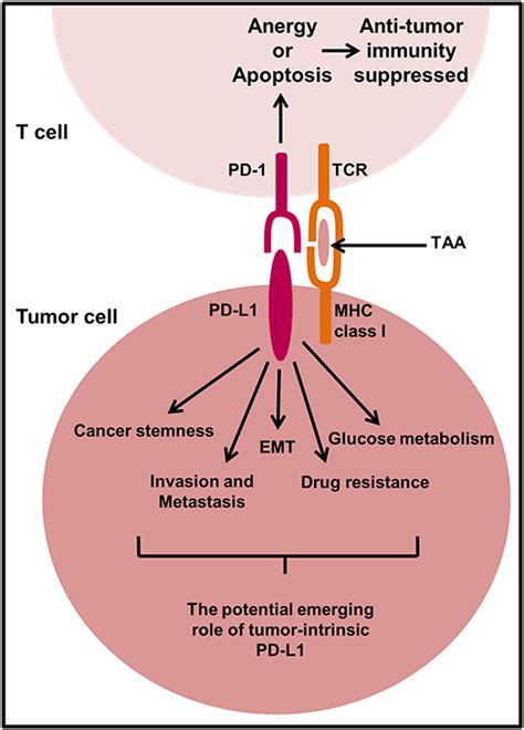 Frontiers The Extrinsic And Intrinsic Roles Of Pd L1 And Its Receptor