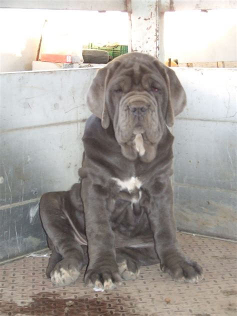 Mastino Napoletano Foto Caratteristiche E Prezzo Della Razza