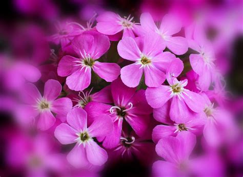 Free Images Nature Blossom Flower Petal Colorful Pink Close