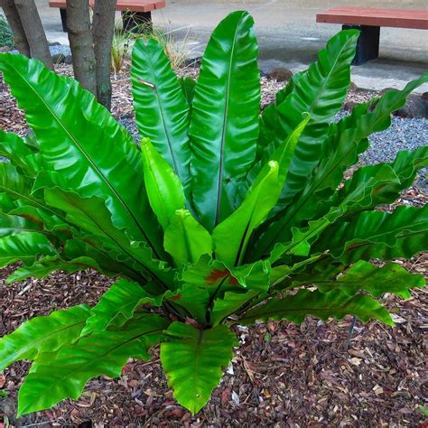 Complete Guide To Birds Nest Fern Care And Growth