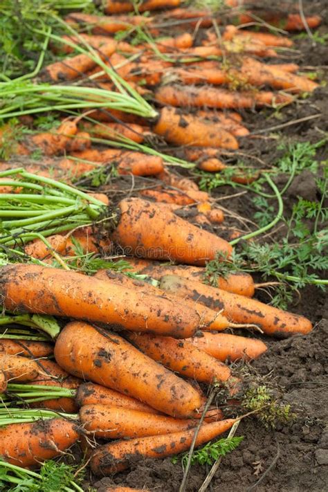 2211 Carrots Crop Field Photos Free And Royalty Free Stock Photos From