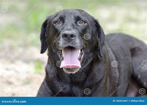 Perro Negro Del Labrador Retriever Que Coloca En El Jadeo De La Arena