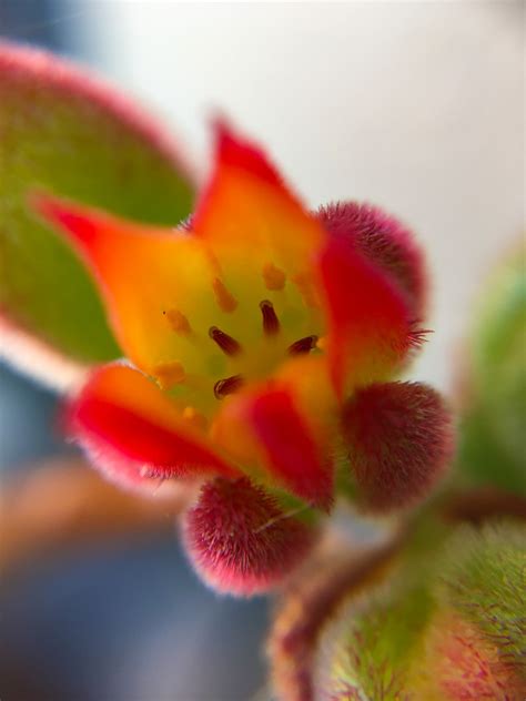 Gratis Afbeeldingen Natuur Bloesem Fabriek Fotografie Blad