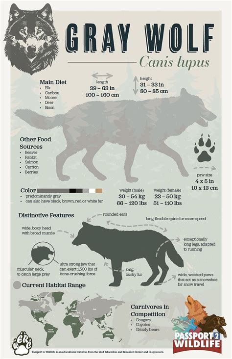 Gray Wolf Facts Poster Carnivore Facts Series