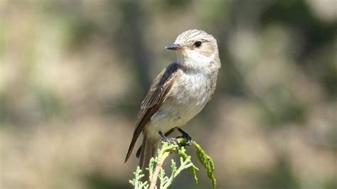 Spotted Flycatcher | MarkEisingBirding