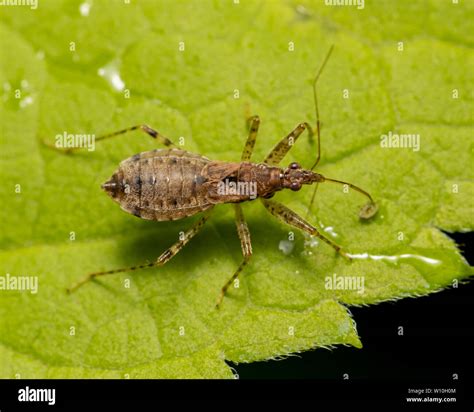 Assassin bug bite hi-res stock photography and images - Alamy