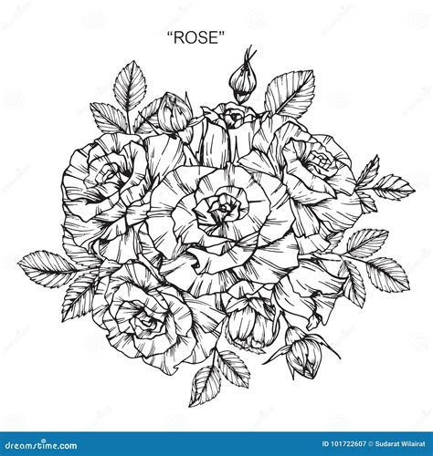 Bouquet of Rose Flower Drawing and Sketch. Stock Vector - Illustration of doodle, monochrome ...