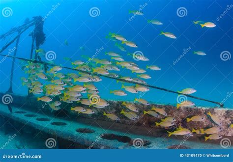 Shoal Of Fish Around A Wreck Stock Photo Image Of Animal Caribbean