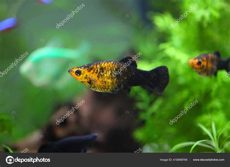 Black And Yellow Molly Fish