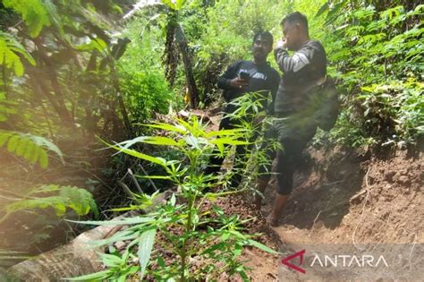 Ladang Ganja 10 Hektare Ditemukan Di Cianjur Lokasinya Di Tengah Hutan