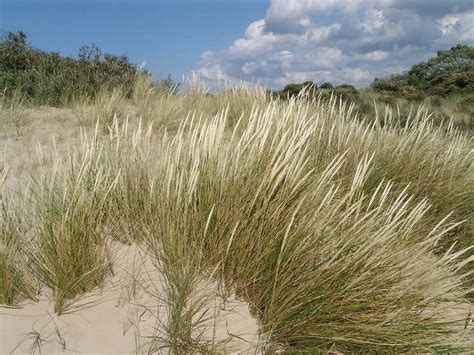 Ammophila arenaria - Alchetron, The Free Social Encyclopedia