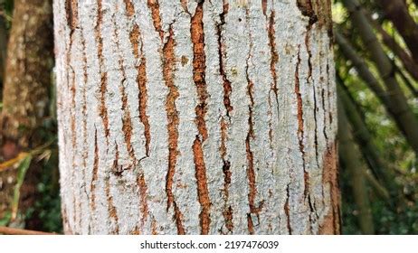 Tree Bark Close up Mahogany Bark Stock Photo 2197476039 | Shutterstock