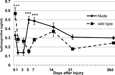 Figure 2 From Scarless Skin Wound Healing In FOXN1 Deficient Nude