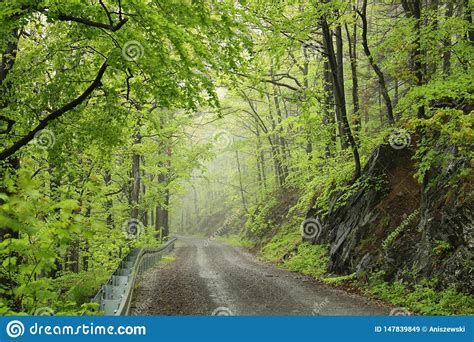 Trajeto Atrav S Da Floresta Dec Duo Da Mola Enevoada Imagem De Stock