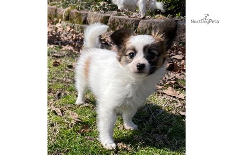 Akc Papillon Fem Papillon Puppy For Sale Near Little Rock Arkansas