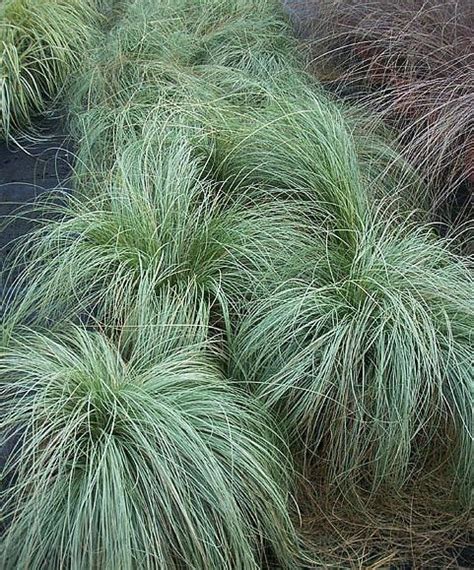 Carex Frosty Curls Ornamental Grasses Grasses Garden