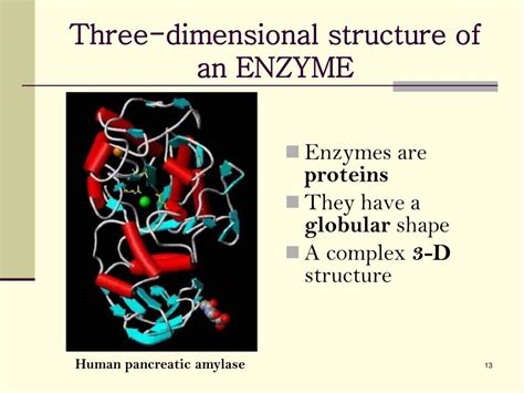 Ppt Enzymes Powerpoint Presentation Free Download Id 6886656