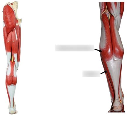 Muscles Of Superficial Posterior Leg Diagram Quizlet