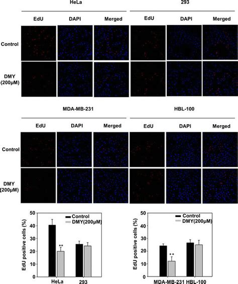 Effect Of Dihydromyricetin Dmy On The Proliferation Of Cells Hela