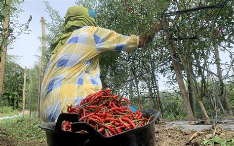 Cabai Merah Penyumbang Inflasi Tertinggi Aceh Pada November 2023