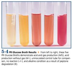 Phenol Red Broth Test Lab Quizlet