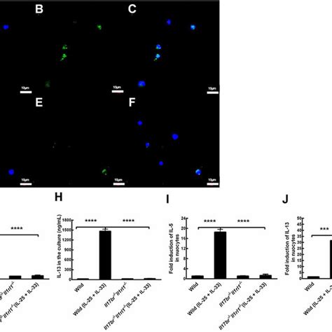 Nuocytes From Mesenteric Lymph Node MLN A Nuocytes From Wild Type